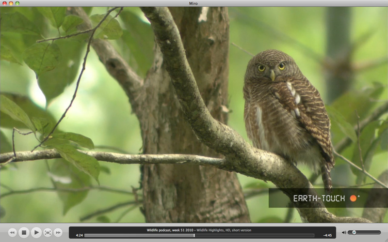 Miro: Video-Stream und -Konverter jetzt gratis