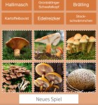Pilze bestimmen 1