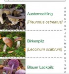Pilze bestimmen 3