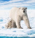 WWF Schneekugel