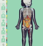 Der Menschliche Körper