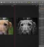 Intensify Pro 3