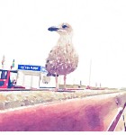 Waterlogue 4