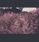 Truefilm 1