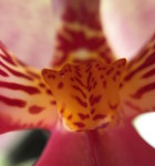 Olloclip iPhone 6 8 - Makro 15x