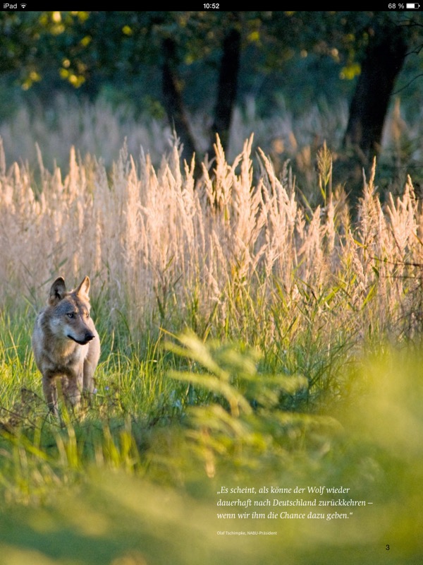 Willkommen Wolf! – Kostenloses iBook vom NABU informiert über Wölfe in Deutschland