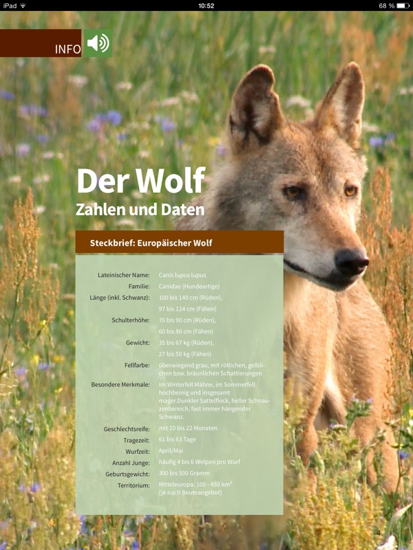Willkommen Wolf! – Kostenloses iBook vom NABU informiert über Wölfe in Deutschland