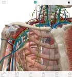 Atlas der menschlichen Anatomie 2