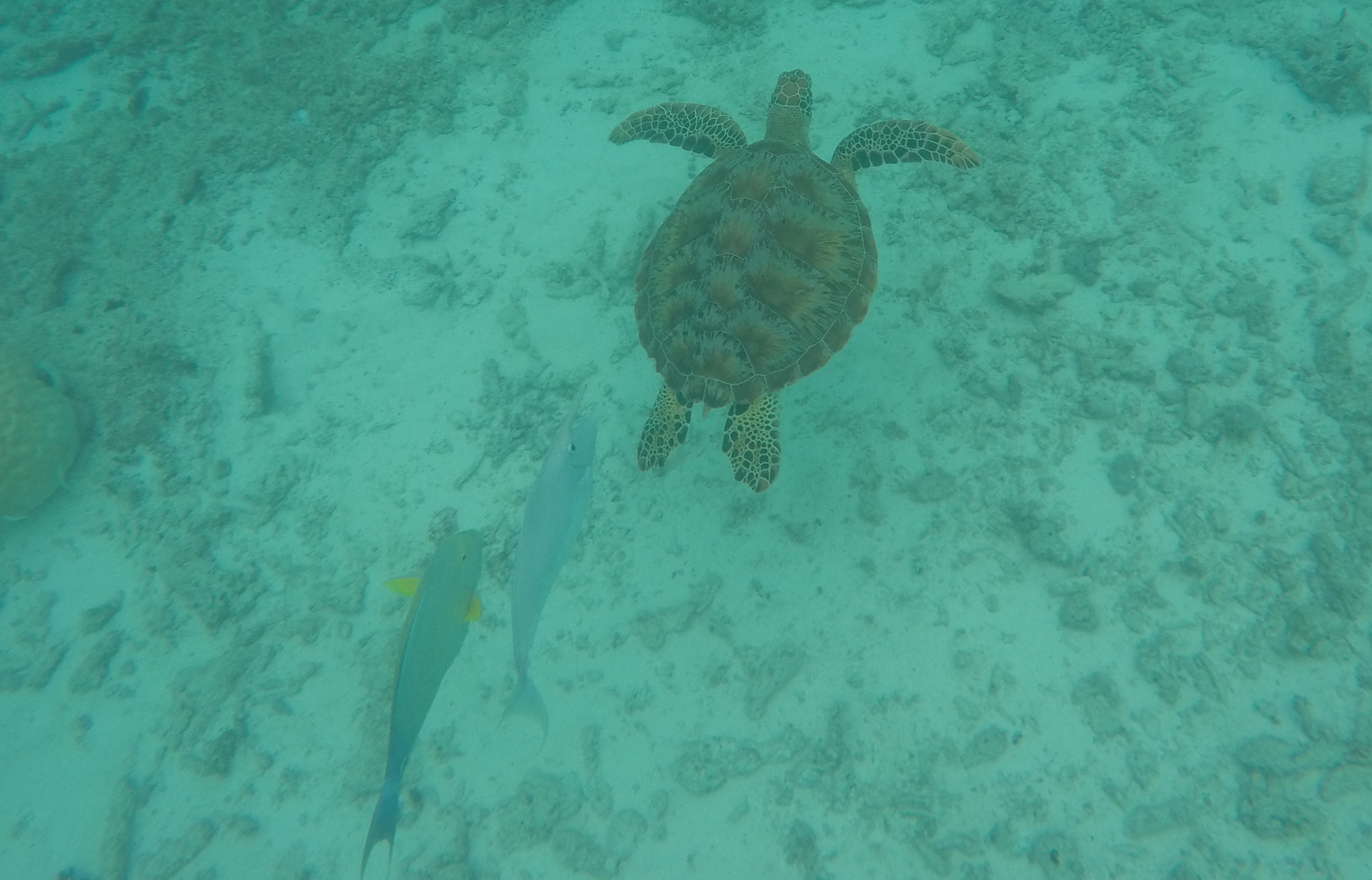 DCIM100GOPROGOPR0148.