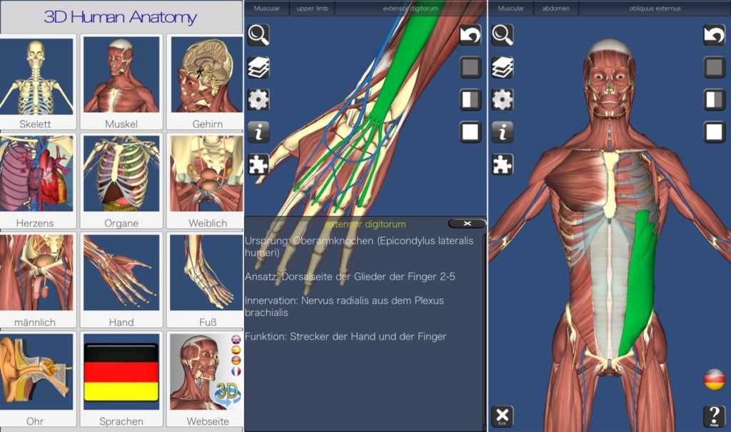 3D Anatomy heute gratis: 3D-Modell des menschlichen Körpers