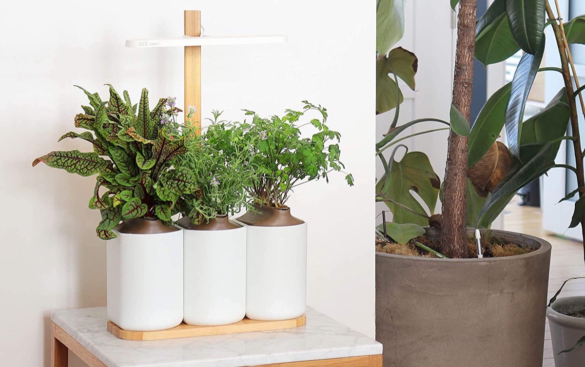 <span class="entry-title-primary">Shopping-Wahnsinn: Bei diesen Black Friday Angeboten habe ich zugeschlagen</span> <span class="entry-subtitle">Echo Dot mit Uhr und Lilo Connect Kräutergarten</span>