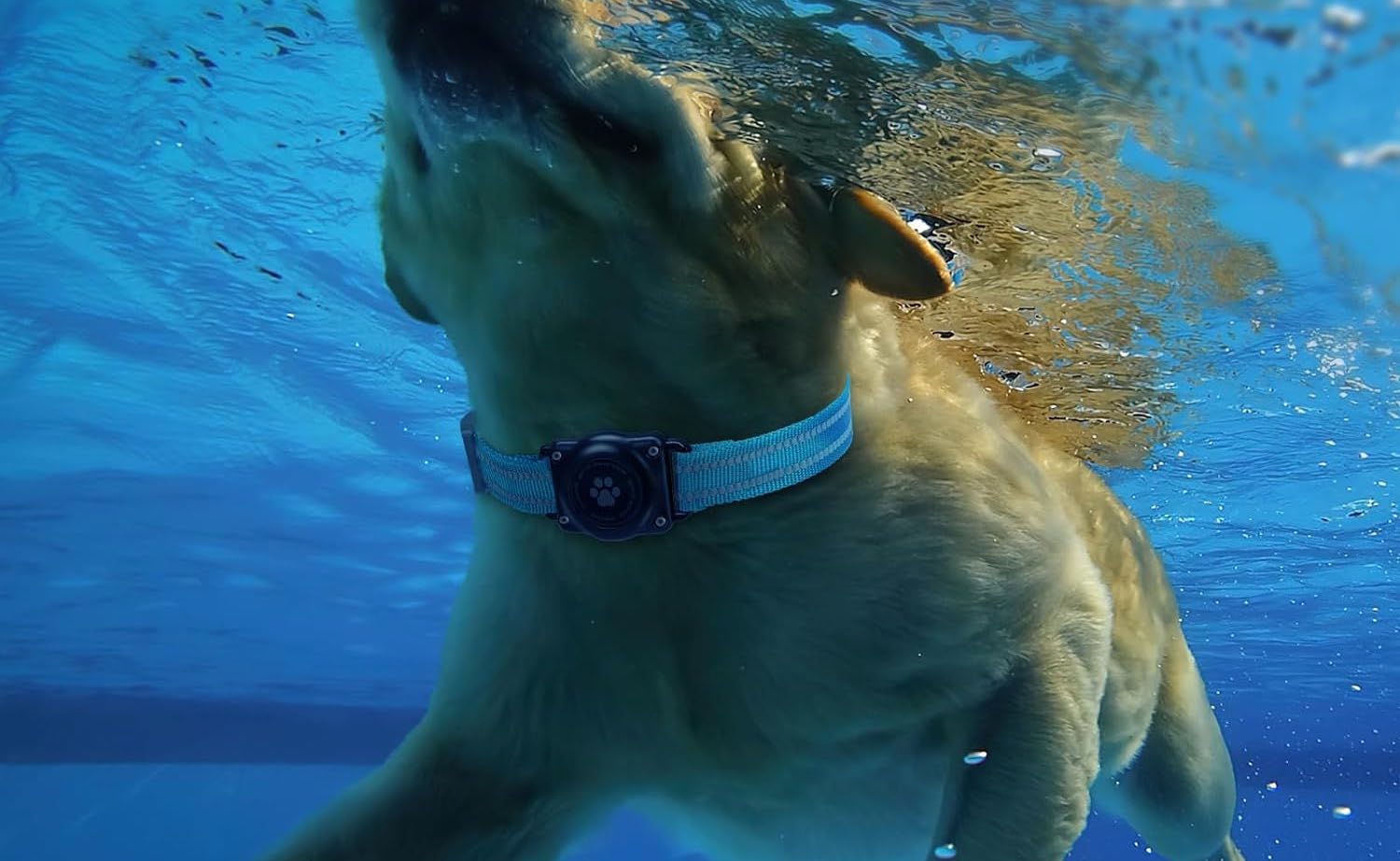 Hund im Wasser mit Halsband und AirTag